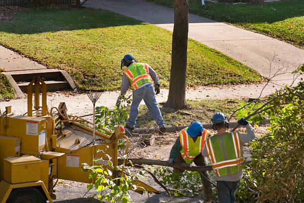 Best Firewood Processing and Delivery  in Bristol, WI